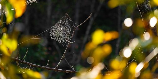 spider web